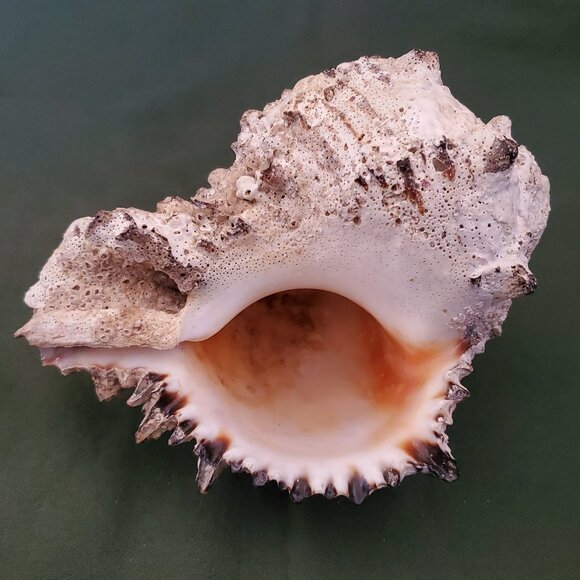 Extra Large Sandy Sea Shell with Wide Mouthed Spikey Conch - Picture 4 of 12